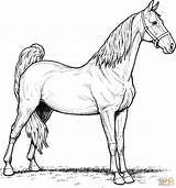 Coloring Horse Horses Mare Book Saddlebred American sketch template