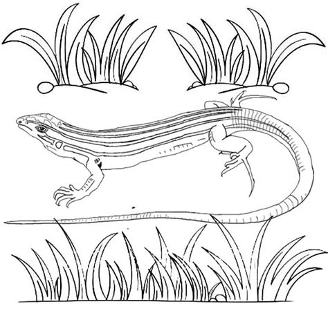 lizard coloring pages  kids coloring pages