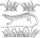 Coloring Lizard Pages Realistic Coloringpagesfortoddlers Lizards Kids sketch template