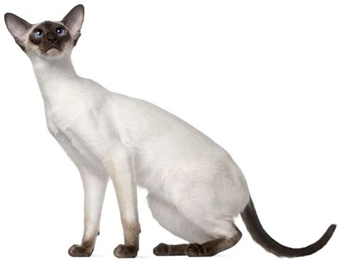 the modern siamese cat cat breeds encyclopedia
