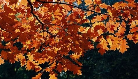 oak trees    beautiful foliage   fall colors