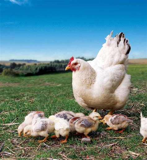 Heritage Breeds Can Be The Best Egg Laying Chickens