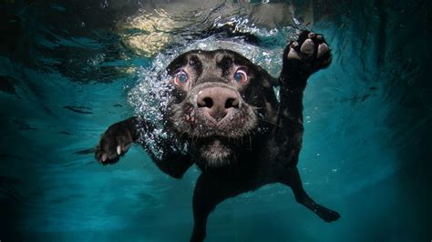 underwater swimming dog animals black water wallpapers hd desktop