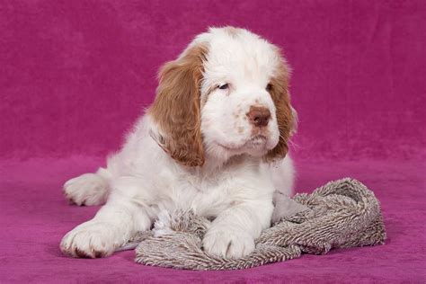 clumber spaniel dog breed characteristics facts  guide