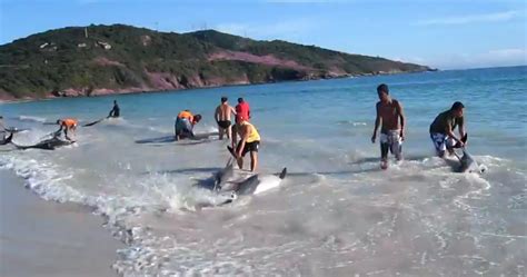 kijken dertig aangespoelde dolfijnen worden binnen drie minuten gered nrc
