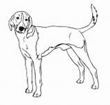 American Fox Hound Dog Drawings sketch template