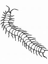 Centipede Insect sketch template