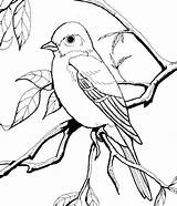 Bluebird Songbird Lovers sketch template