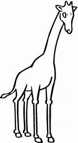 Jirafa Manchas Vlekken Supercoloring Squiggly Giraffes Viendo Clipartmag Giraffa Printen Categorieën sketch template