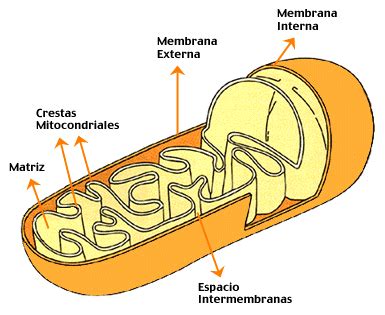 cell structures  structure   cell