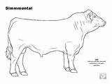 Cattle Coloring Pages Bull Simmental Beef Cow Color Colouring Breed Livestock Search Click Archive Body Again Bar Case Looking Don sketch template