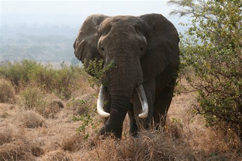 fileafrican bull elephant tanzaniajpg wikimedia commons