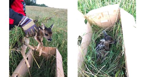 baby deer saved   gruesome fate   thermal drones