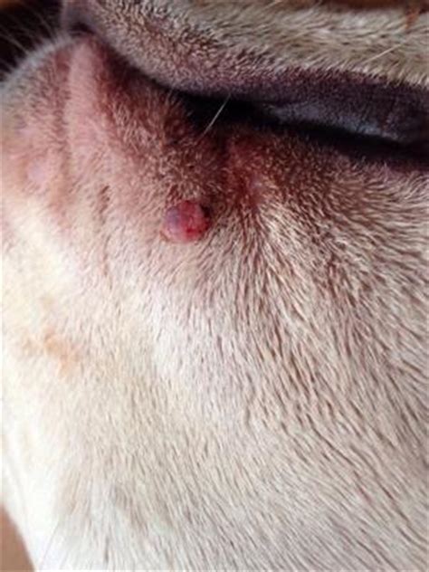 mole  bump  dogs  mouth area