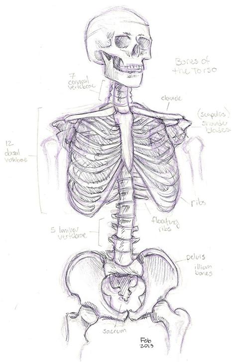 anatomy skeleton coloring pages homeschool anatomy pinterest