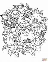 Coloring Flowers Hummingbird Hummingbirds Pages Printable Birds Drawing Supercoloring Categories sketch template