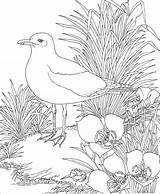 Coloring Seagull Pages Seagulls State California Bird Utah Gull Flower Kids Sego Nature Animals Backyard Indiana Books Printable Color Lily sketch template