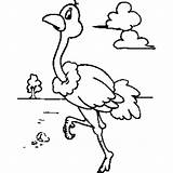 Ostrich Coloring Walking Around sketch template