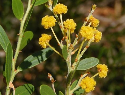 Acacia Cyclops Profile California Invasive Plant Council