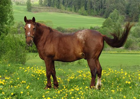 body condition scoring  horses  equine nutrition nerd