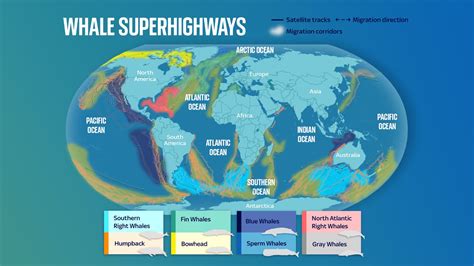 revealed   global map  whale migration exposes growing dangers  superhighways