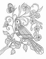 Coloring Ailes Donner Pour Book Agenda Des Behance Pages Printable Bird Adult Marica Adults Butterfly Drawing Color Birds Wings sketch template