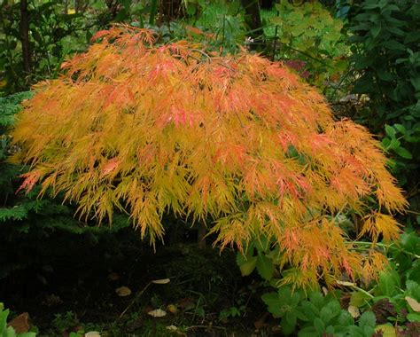 Waterfall Japanese Maple 7 Seeds Acer Bonsai Outdoors Ebay