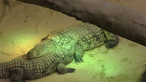 safaripark beekse bergen krokodillen en nijlpaardenserre youtube