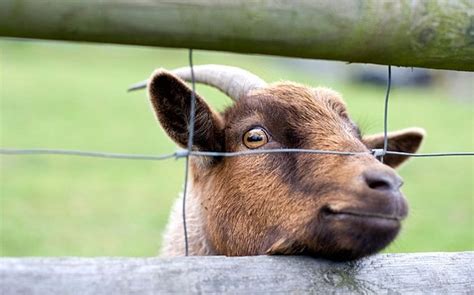 Man Jailed After Admitting Sex With Goat