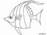 Fish Coloring Drawing Angelfish Traceable Template Drawings Pages Outline Exotic Line Tropical Printable Coloringpage Eu Peixe Angel Getdrawings Color Para sketch template