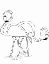 Flamingo Flamingos Coloring Pages Two Pink Printable Birds Water Wonder sketch template