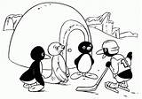 Pingu sketch template