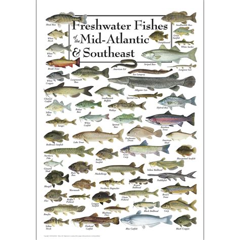 atlantic fish species chart