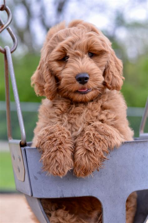 goldendoodle puppy swing goldendoodle puppy goldendoodle puppies
