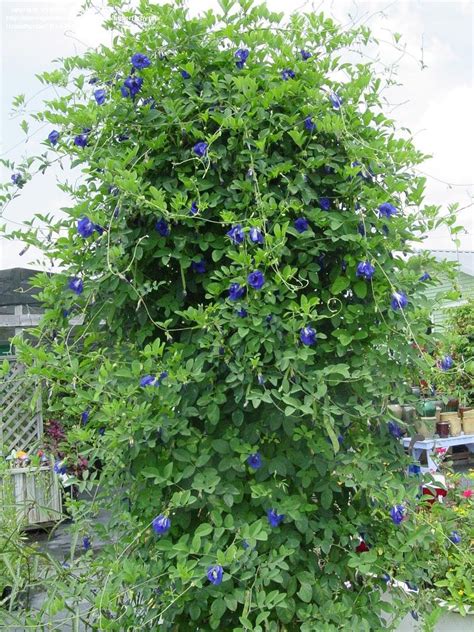 plantfiles pictures clitoria bluebell blue pea vine butterfly pea blue sails clitoria
