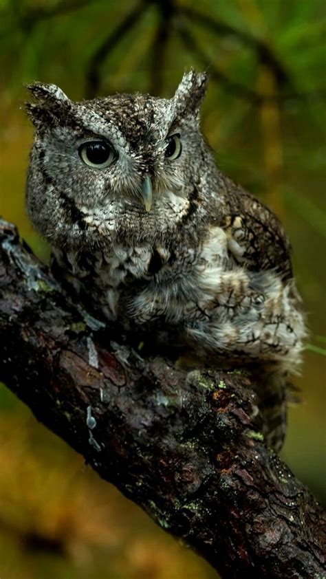 pin by robyn l vanko on portadas owl owl species