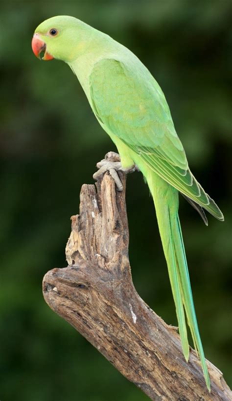 ringneck parakeet biological science picture directory pulpbitsnet