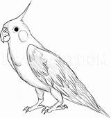 Cockatiel Dragoart Ninfas Ninfa Trace Perroquet Oiseau Parrot Colorier Carolinas Boceto sketch template