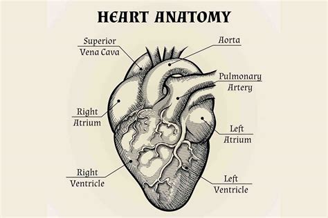 kenali bagian bagian jantung beserta fungsinya joveeid