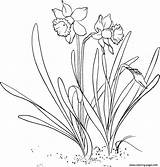 Daffodil Coloring Printable Pages Daffodils Flower Narcissus Drawing Outline Lily Lent Pseudonarcissus Wild Line Clipart Adorable Draw Embroidery Flowers Pattern sketch template