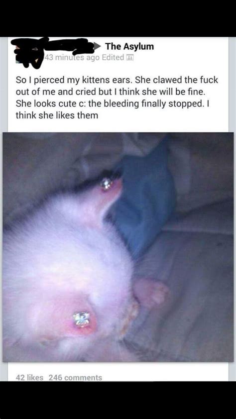 person who pierced their cat s ears r trashy