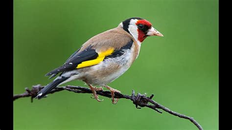 britse voederplank maakte van bijzondere soorten gewone tuinvogels animals today