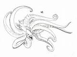 Kraken sketch template