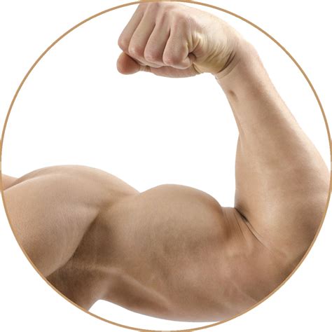 muscle arm png png image collection