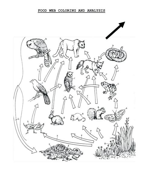 food chain coloring sheets food chain coloring page food web coloring