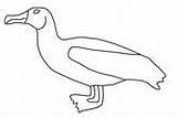 Albatross sketch template