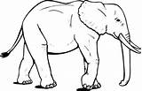 Elephant Coloring Pages African Big Elephants Tracing Color Outline Drawing Animal Wander Around Clipart Blank Pattern Sketch Cartoon Indian Line sketch template