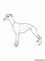 Whippet Coloring Pages Getcolorings Color Getdrawings sketch template