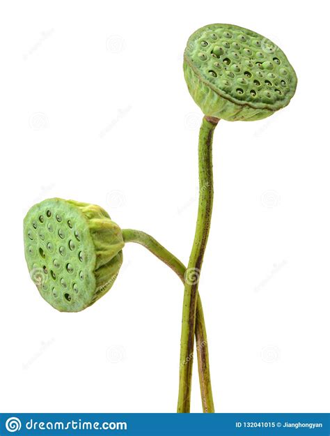 Lotus Seed Pod Stock Image Image Of Lotus Fresh India 132041015