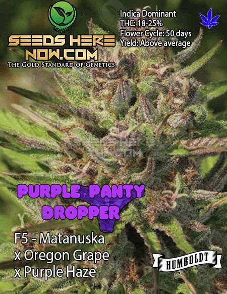 Humboldt Seed Company Purple Panty Dropper {reg} [20pk] Seeds Here Now